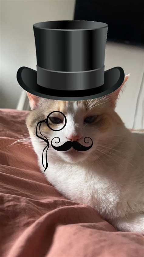 Panko A Cats Mom On Twitter Gzoamkb8p4 Twitter