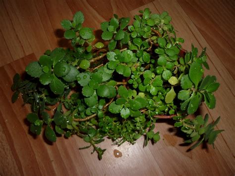 Комнатные растения с мелкими листьями - 73 фото