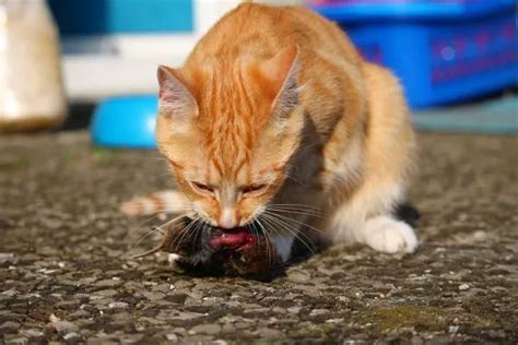 Toxoplasmose Em Gatos Sintomas Diagn Stico E Tratamento