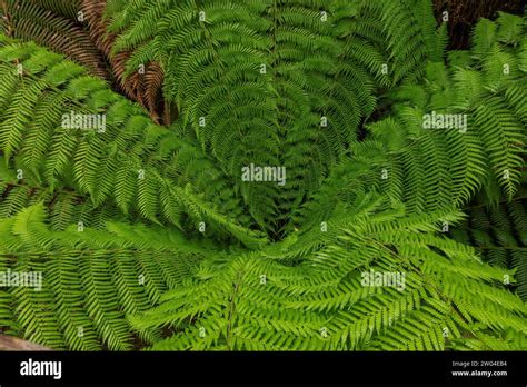 Fronds Of Soft Tree Fern Dicksonia Antarctica In Melba Gully