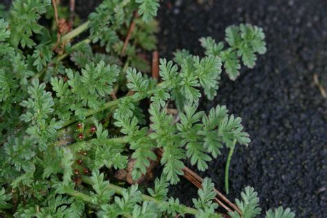 Erodium cicutarium