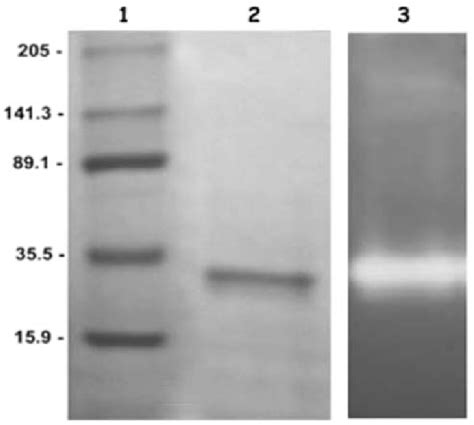 Sds Page And Zymogram Analysis Of Bm Protease Lanes Molecular