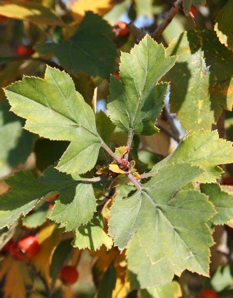 Crataegus Viridis ‘winter King Moon Nurseries