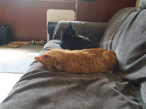 自介 照片 語音講話聊天 看板 lesbian 批踢踢實業坊