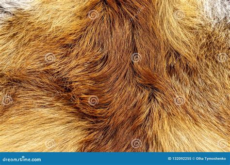 fox fur close  color orange animal background stock image image