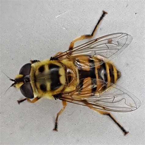 Syrphidae (Flower Flies, Hover Flies) – 10,000 Things of the Pacific