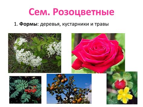 Многообразие цветковых растений. Крестоцветные и и Розоцветные ...