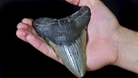 Megalodon Facts for Kids | Sciencing