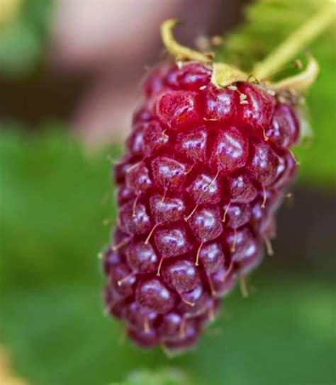 Kundev: Тайбери сорт Медана