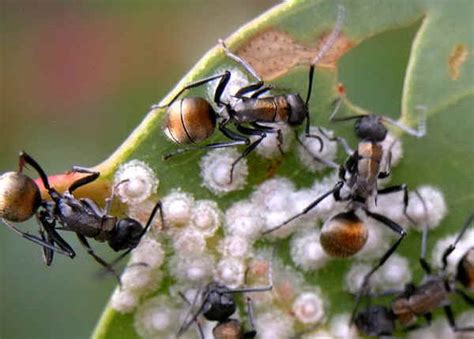 White Lerp Insect - Glycaspis (Glycaspis) fuscovena or G. eucalypti