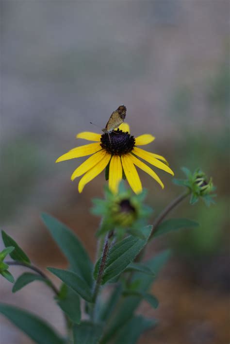 Sow Wild Natives-Showy (Orange) Coneflower (Rudbeckia fulgida var