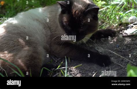 Long Haired Siamese Stock Videos And Footage Hd And 4k Video Clips Alamy