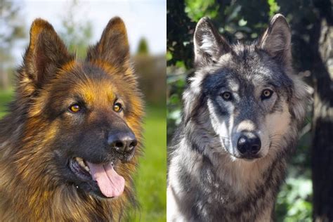 German Shepherd vs. Wolf: 10 Key Differences - World of Dogz