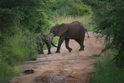 Uganda Gorillas | Safari Boyz