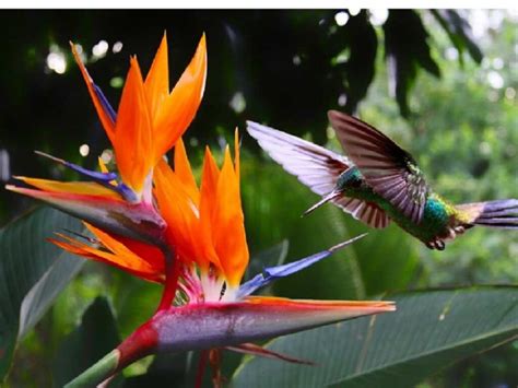 O Que Significa Exótica - Ave del Paraíso: conoce el significado de esta exótica flor - CURADAS