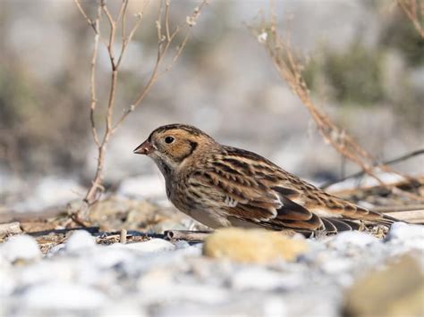 Lapland Longspur (Bunting) Bird Facts | Birdfact