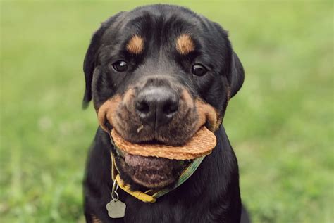 Choosing chews for your dog - Petsyclopedia News