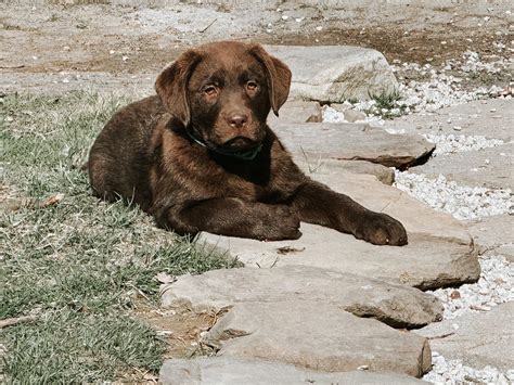 Adams Labrador Retrievers