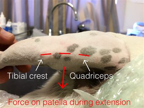 how do you dog limping naturally 1