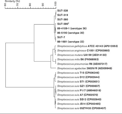 Figure 1 From Reappraisal Of The Taxonomy Of Streptococcus Suis