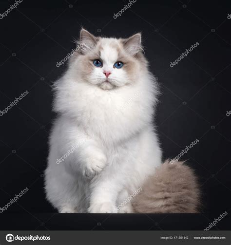 Gatitos Ragdoll Grises Adorable Gato Ragdoll Con Cola Gris Esponjosa