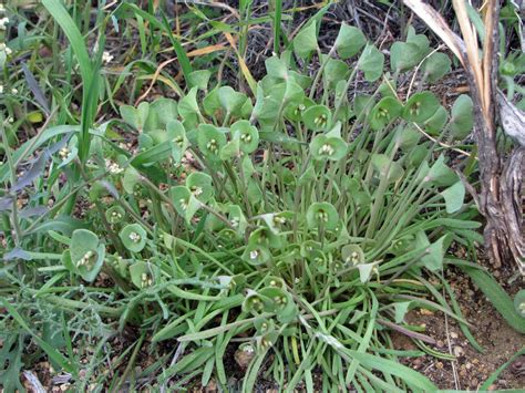 Claytonia Perfoliata Miners Lettuce” Wildflowers Of Joshua Tree