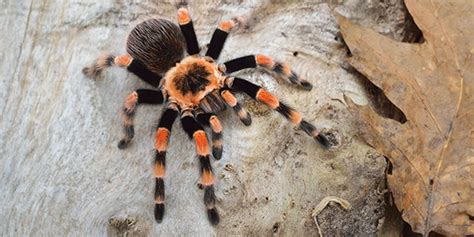 Tarantulas | National Wildlife Federation