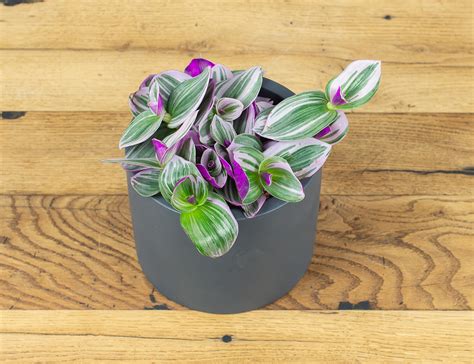 Два Ботаника - Комнатное растение Традесканция Нанук Ø12, арт. 8144725