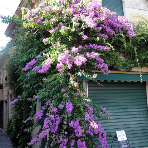 Bougainvillea glabra