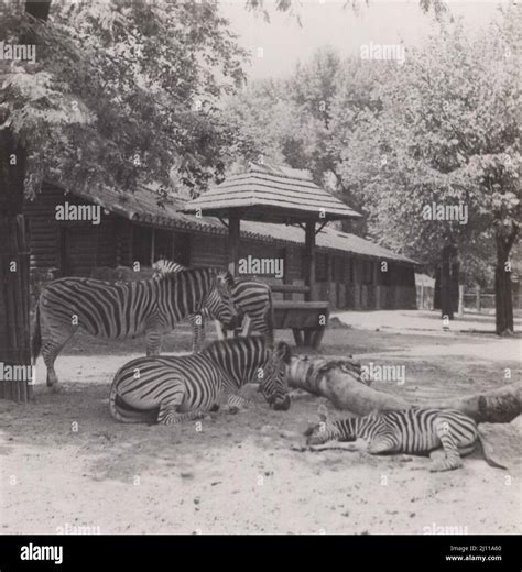 Vintage Zoo The Bronx Zoo New York Colourful Silkscreen Illustration 1