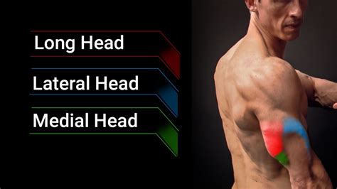 Best Tricep Workout Perfect Triceps Exercises Athlean X
