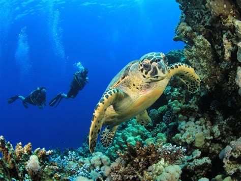 leatherback sea turtle habitat
