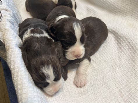 English Springer Spaniel Puppies For Sale