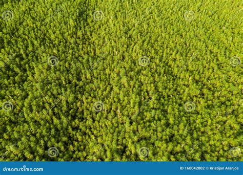 wide aerial view   beautiful marijuana cbd hemp field stock photo
