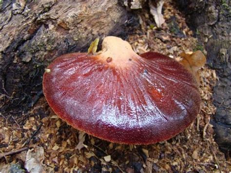 Печеночница – это очень вкусно!