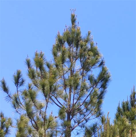 mistletoe acres tree farm 9