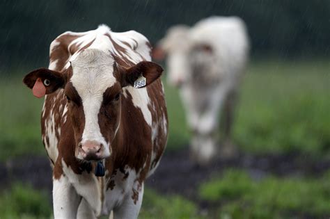 Herd of fugitive cows frustrates tiny village in Canada