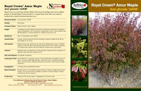 Royal Crown Amur Maple