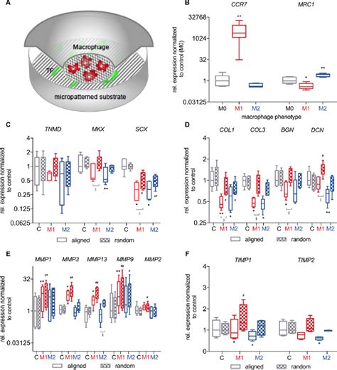 M1 And M2 Macrophages Differently Affect TF Gene Expression Profiles