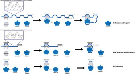 Mechanism of action of heparin, low molecular weight heparin, and ...