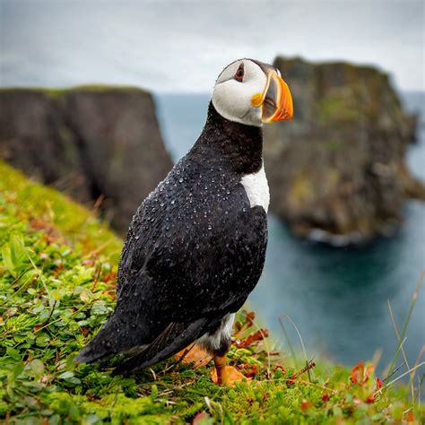 Newfoundland & Labrador Tourism