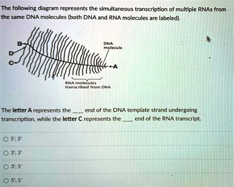 The Following Diagram Represents The Simultaneous Transcription Of