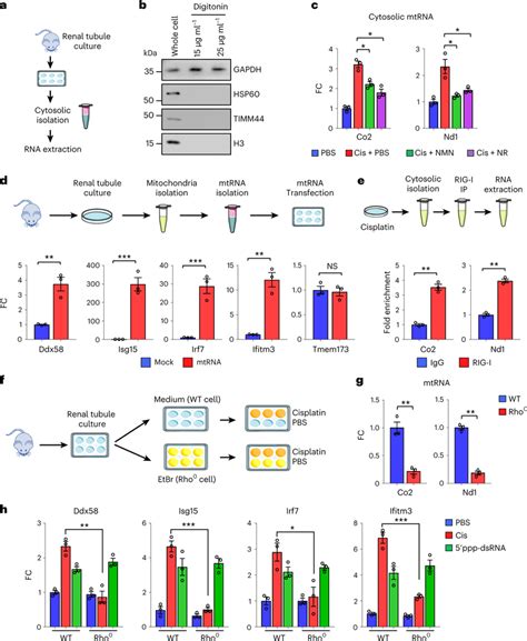 Activation of RIG-I cytosolic RNA-sensing pathway in response to ...