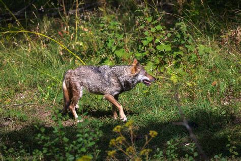 Apennine Wolf Pictures - AZ Animals