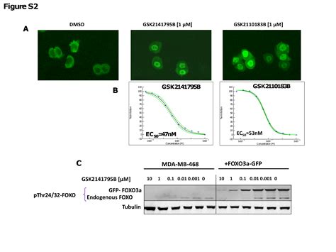 Discovery of novel AKT inhibitors with enhanced anti-tumor effects in ...