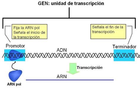 Factores De Transcripción General Factores Generales De Transcripción