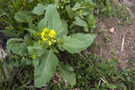 Getting Rid Of Wild Mustard Learn How To Kill Wild Mustard In The Garden