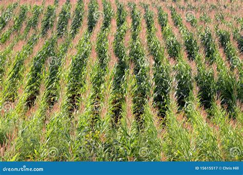 Corn Field Rows Stock Image Image Of Lots Stalks Abstract 15615517