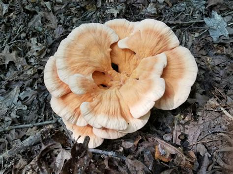 chicken of woods recipes 12