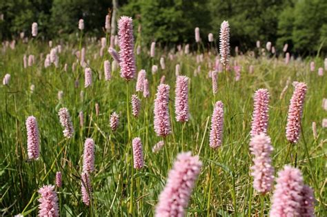 Горец змеиный (Polygonum bistorta L.) - лекарственное растение ...